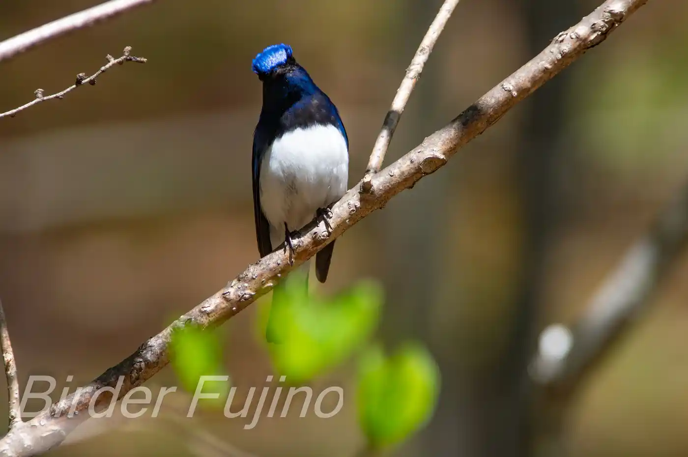 野鳥写真・オオルリの写真