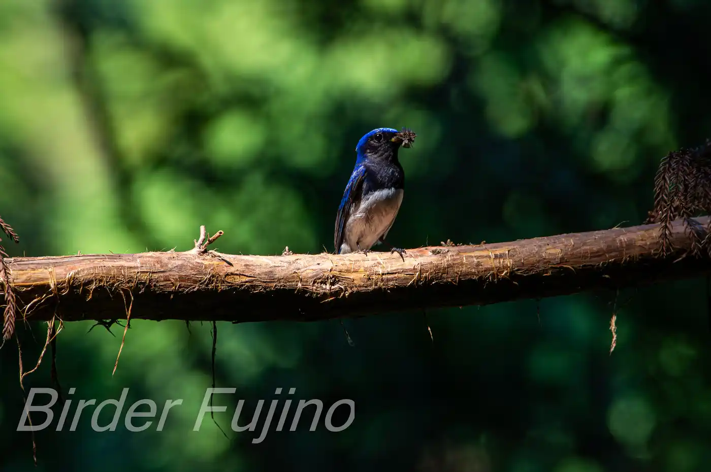野鳥写真・オオルリの写真