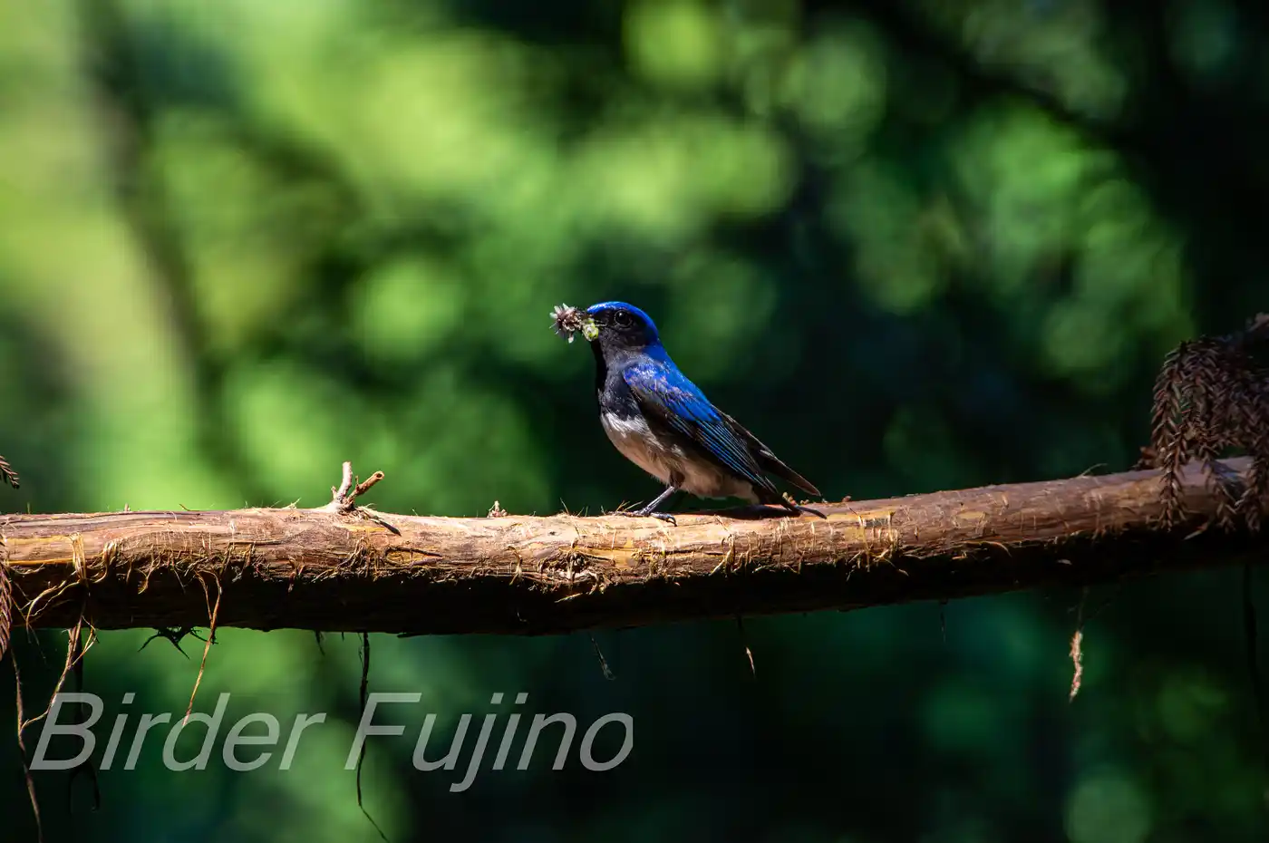 野鳥写真・オオルリの写真