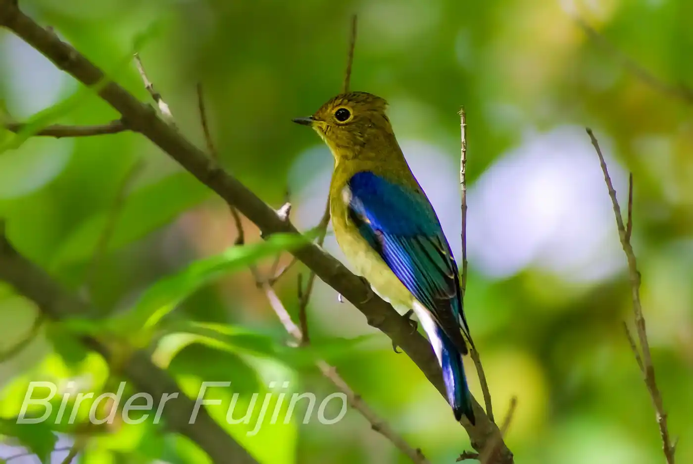 野鳥写真・オオルリの写真