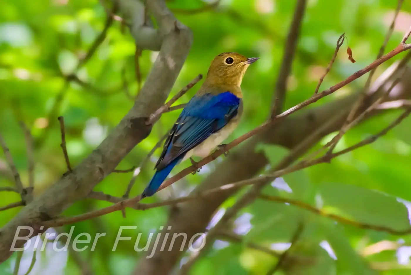 野鳥写真・オオルリの写真