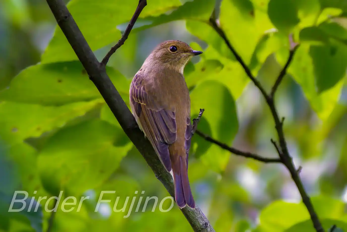 野鳥写真・オオルリの写真