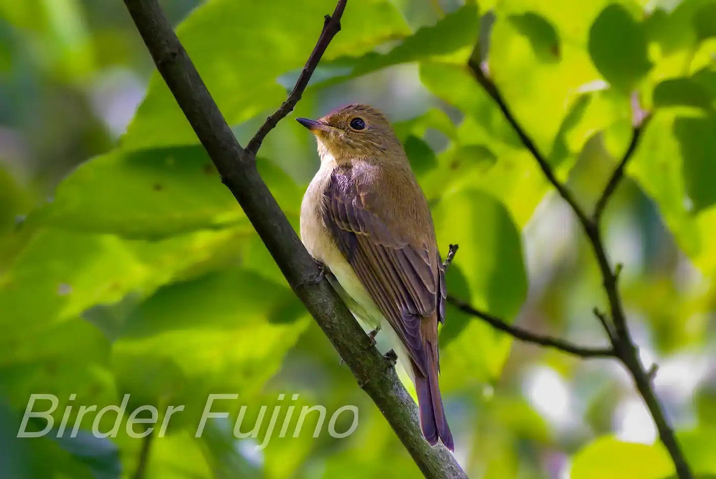 野鳥写真・オオルリの写真