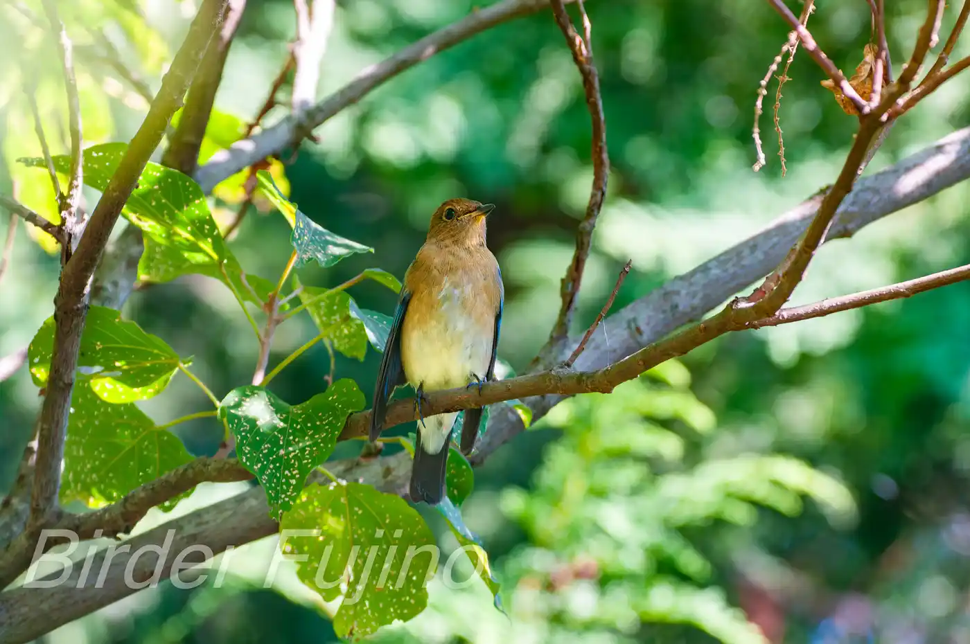 野鳥写真・オオルリの写真