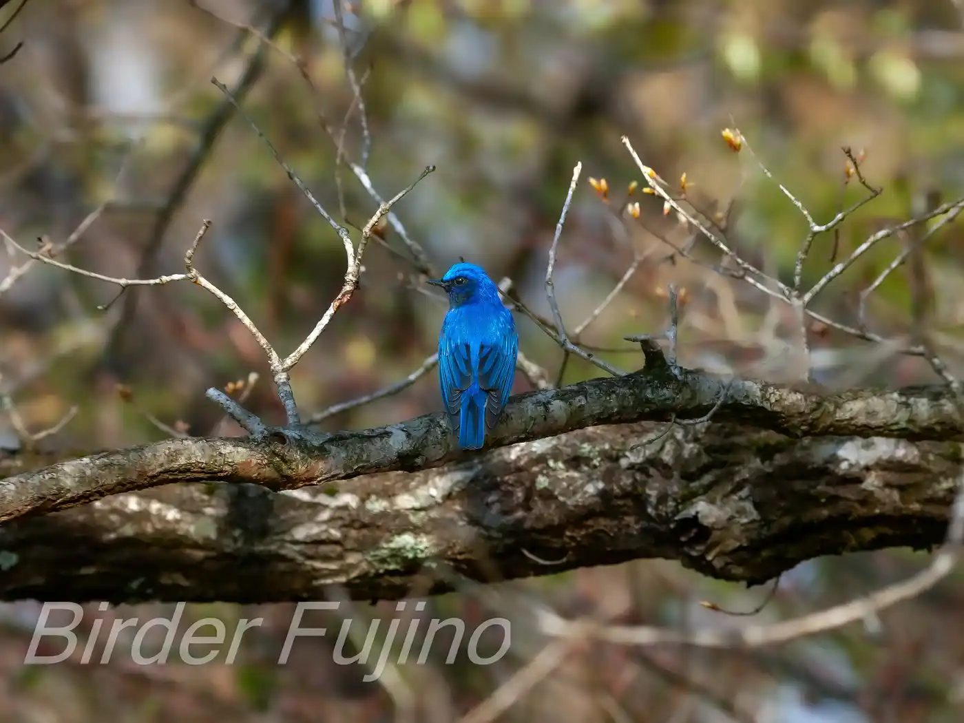 野鳥写真・オオルリの写真