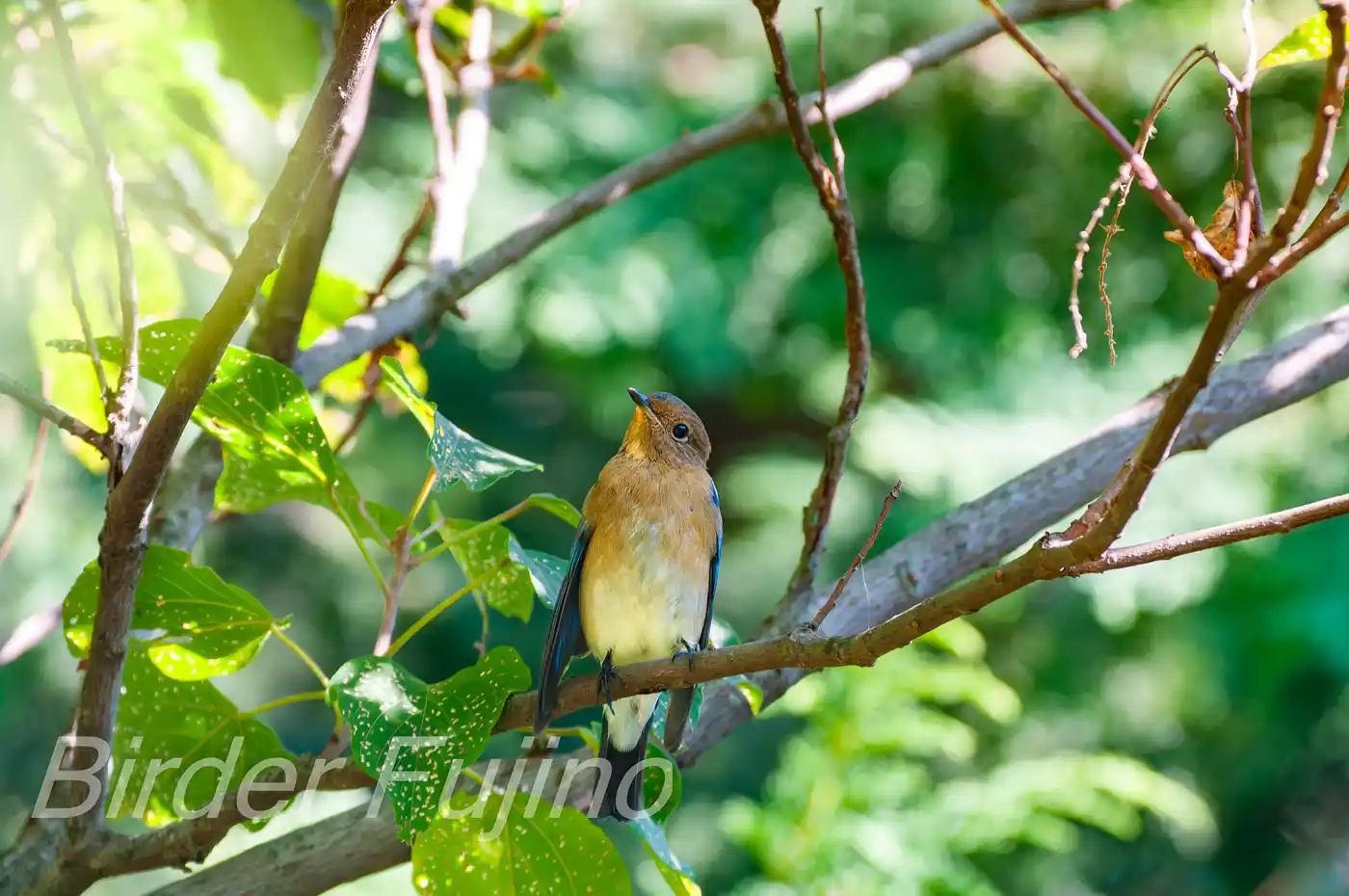 野鳥写真・オオルリの写真