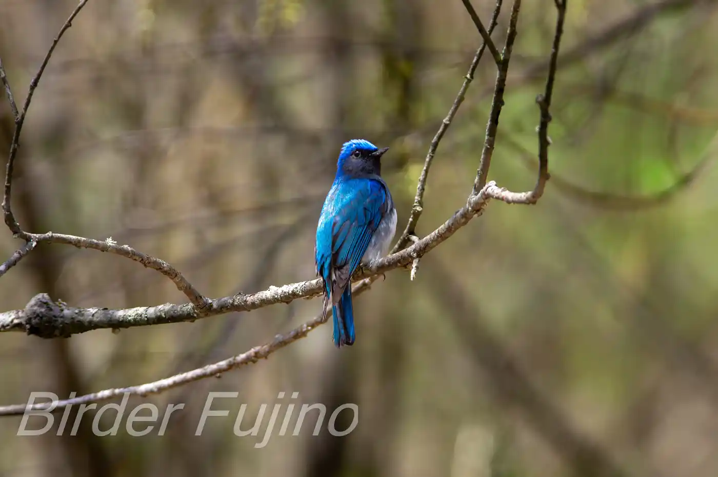 野鳥写真・オオルリの写真