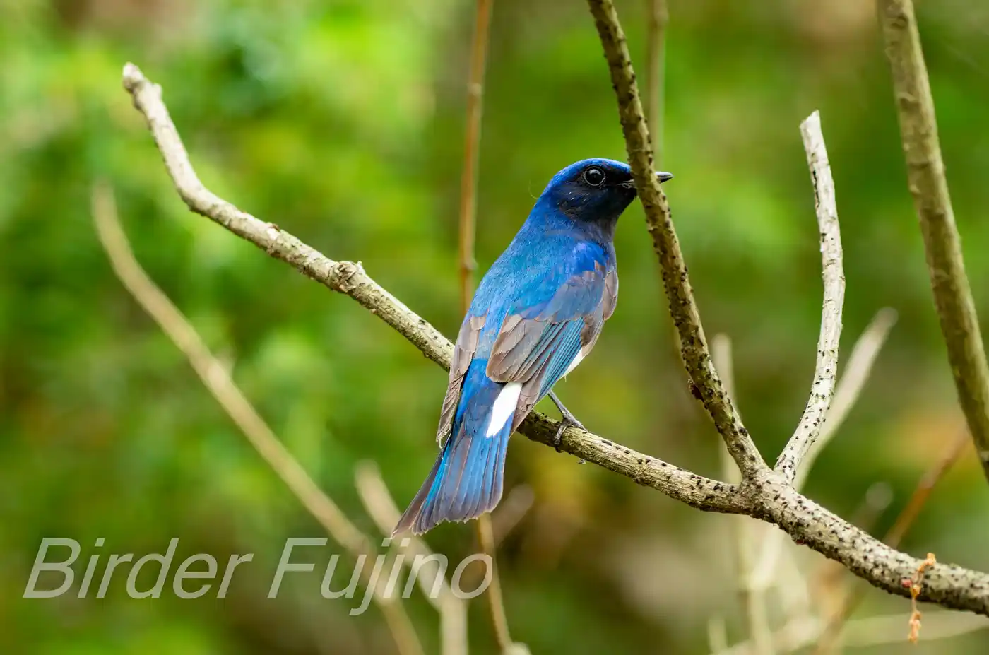 野鳥写真・オオルリの写真