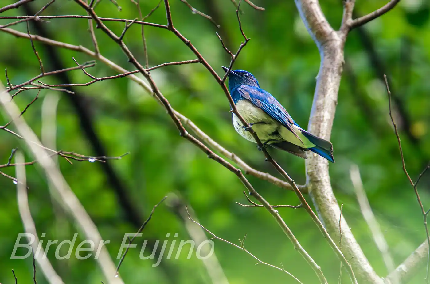野鳥写真・オオルリの写真