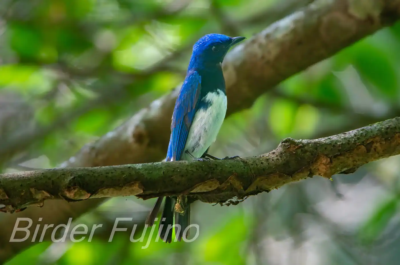 野鳥写真・オオルリの写真