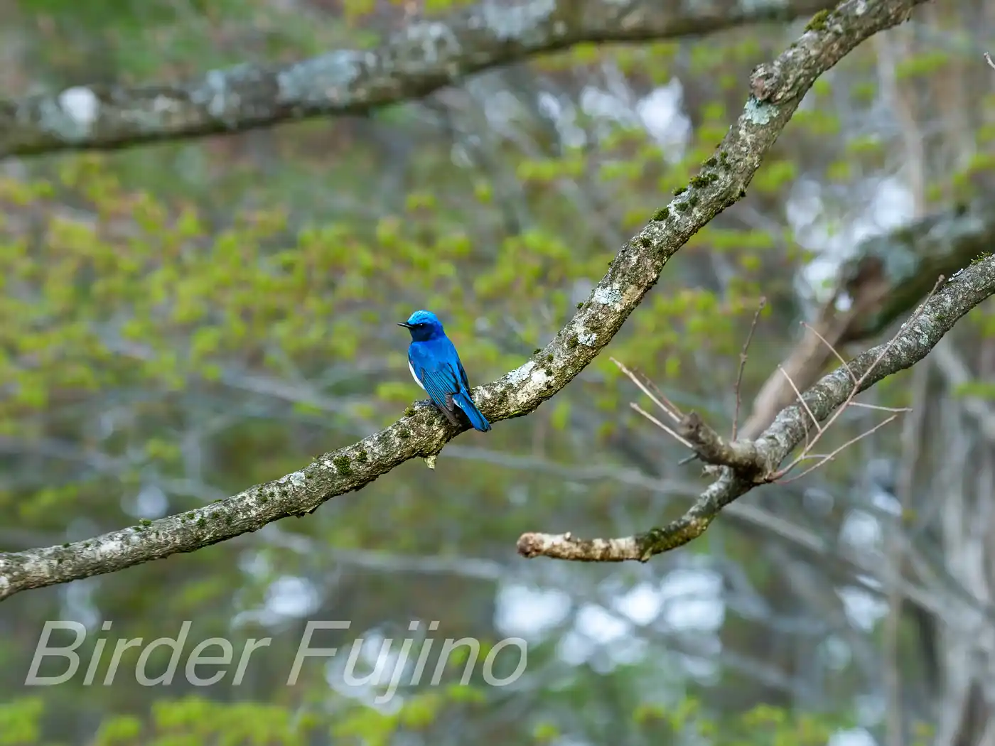 野鳥写真・オオルリの写真