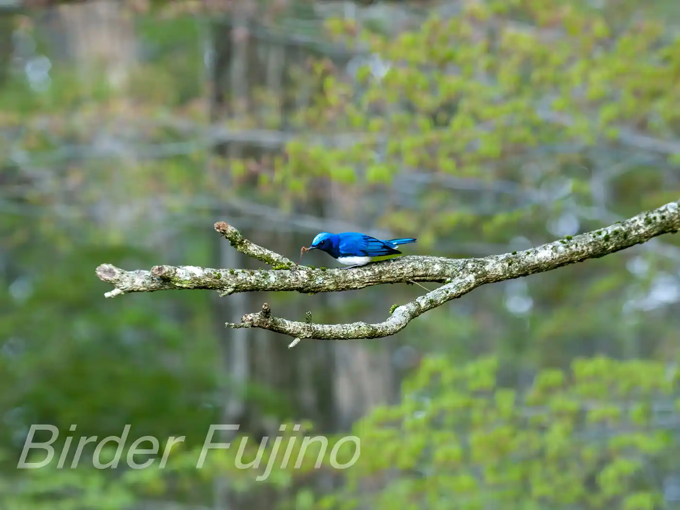 野鳥写真・オオルリの写真