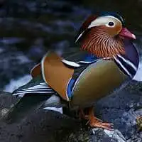 野鳥写真・オシドリ