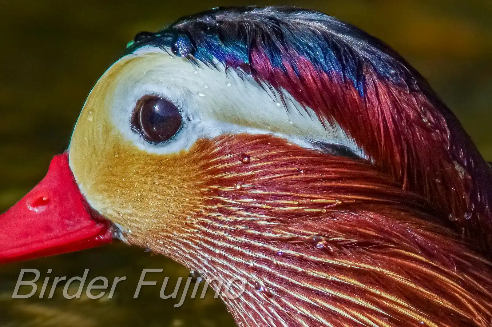 野鳥画像・オシドリの写真