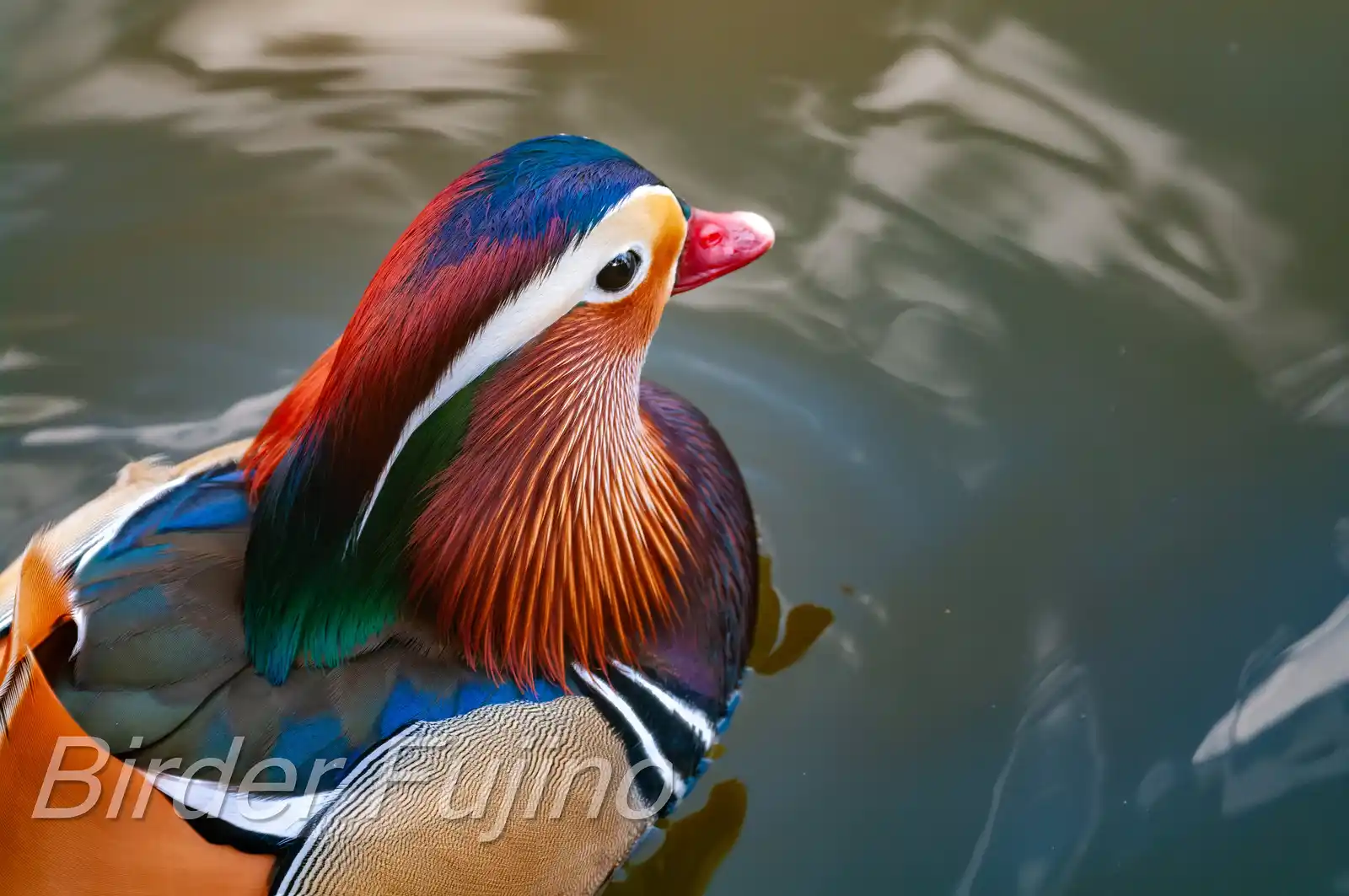 野鳥画像・オシドリの写真