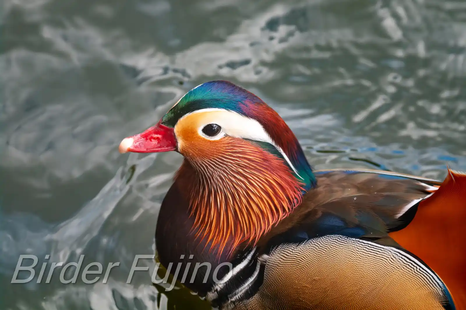 野鳥画像・オシドリの写真
