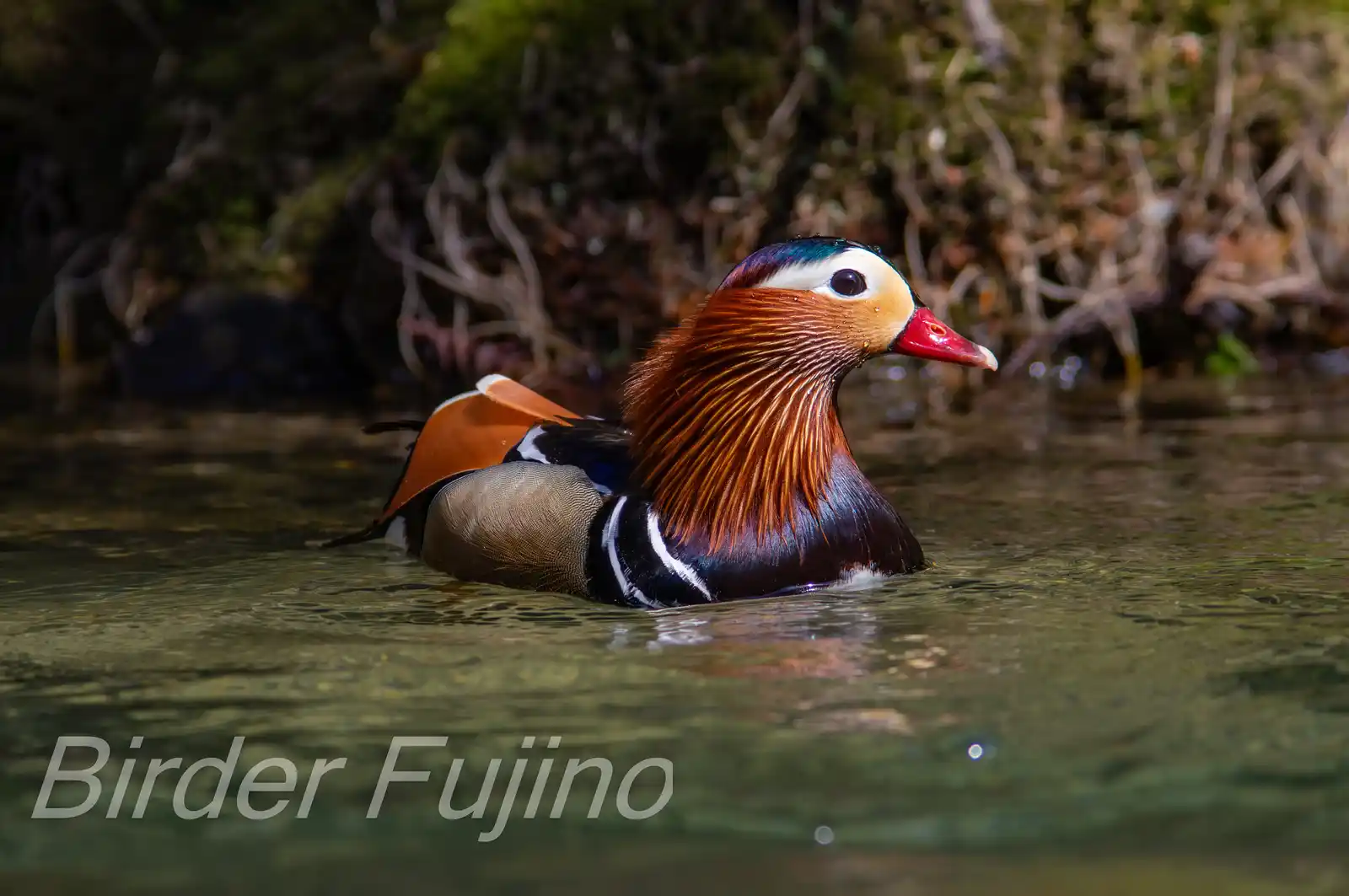 野鳥画像・オシドリの写真