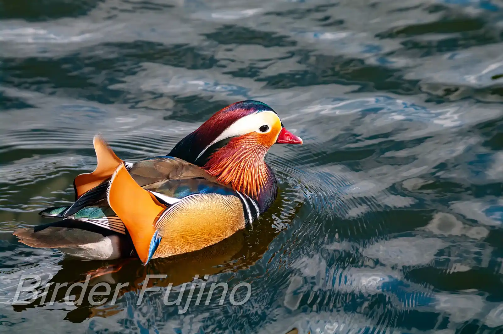 野鳥画像・オシドリの写真