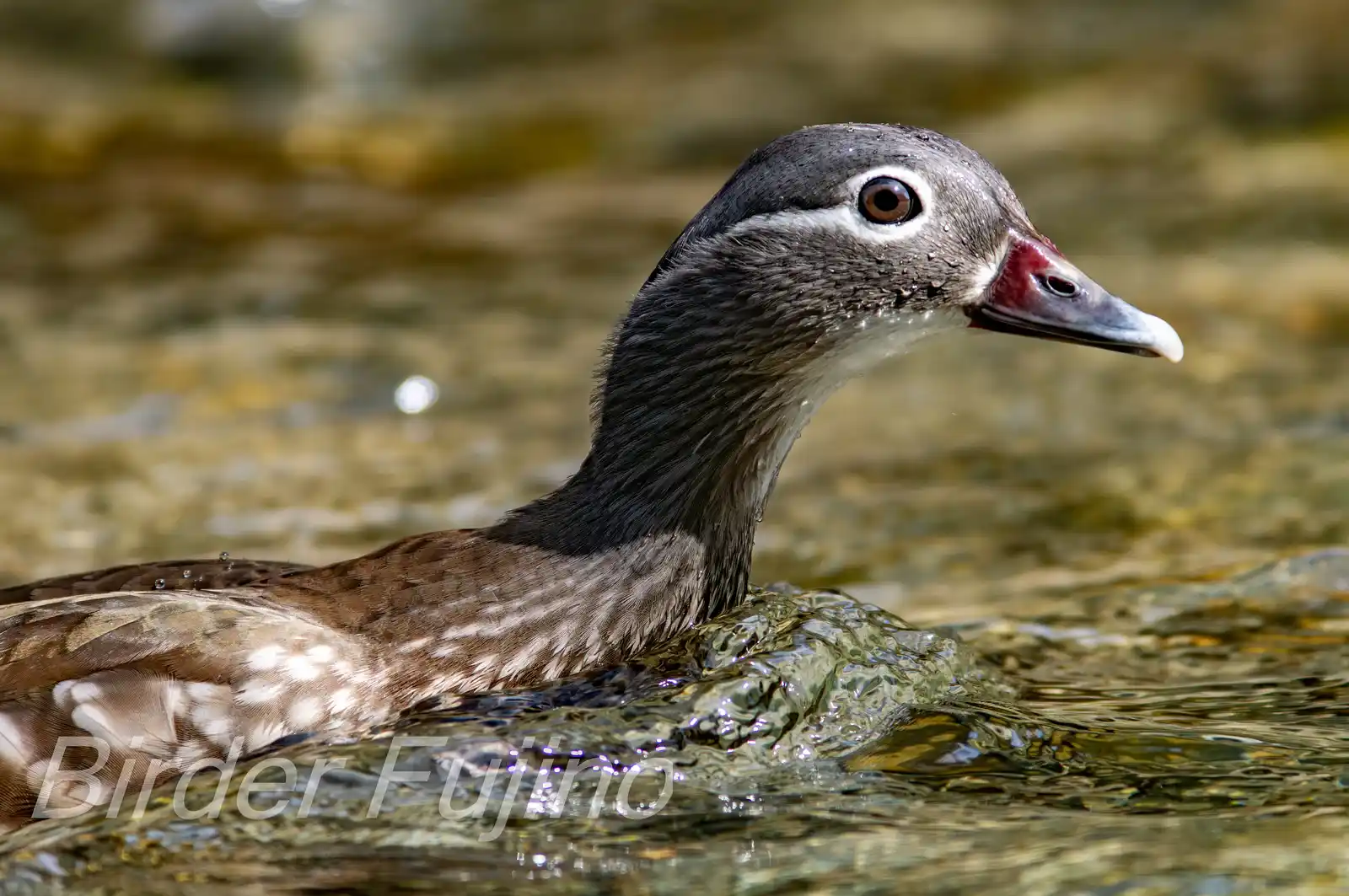 野鳥画像・オシドリの写真