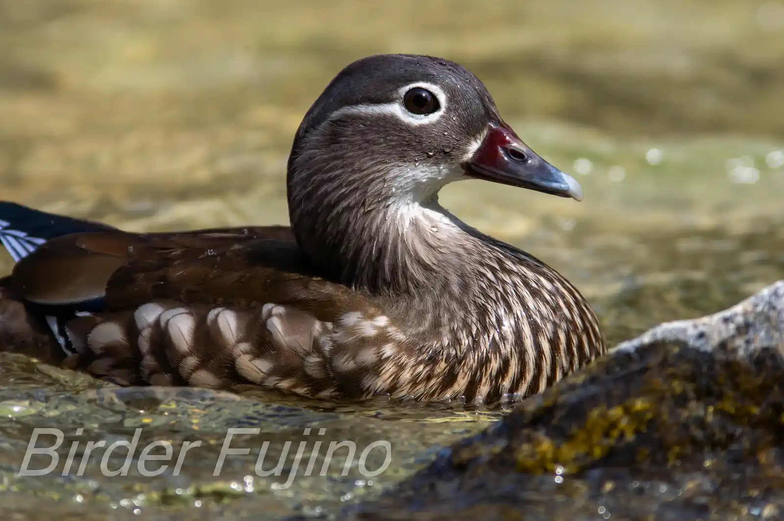 野鳥画像・オシドリの写真