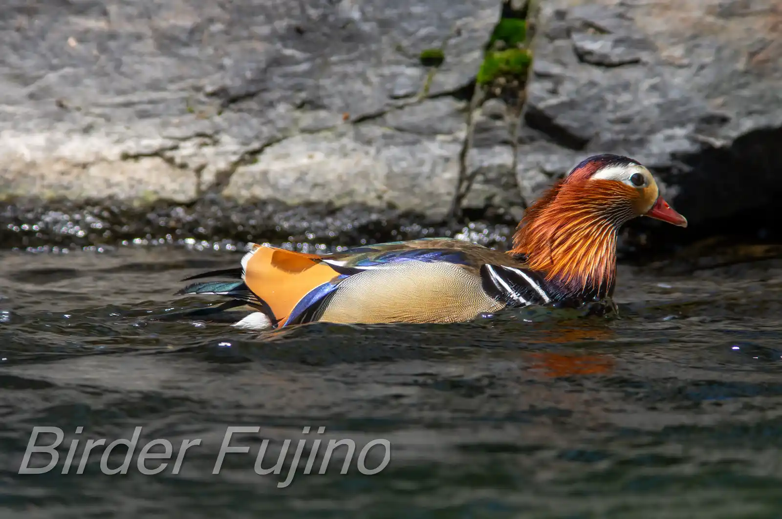 野鳥画像・オシドリの写真