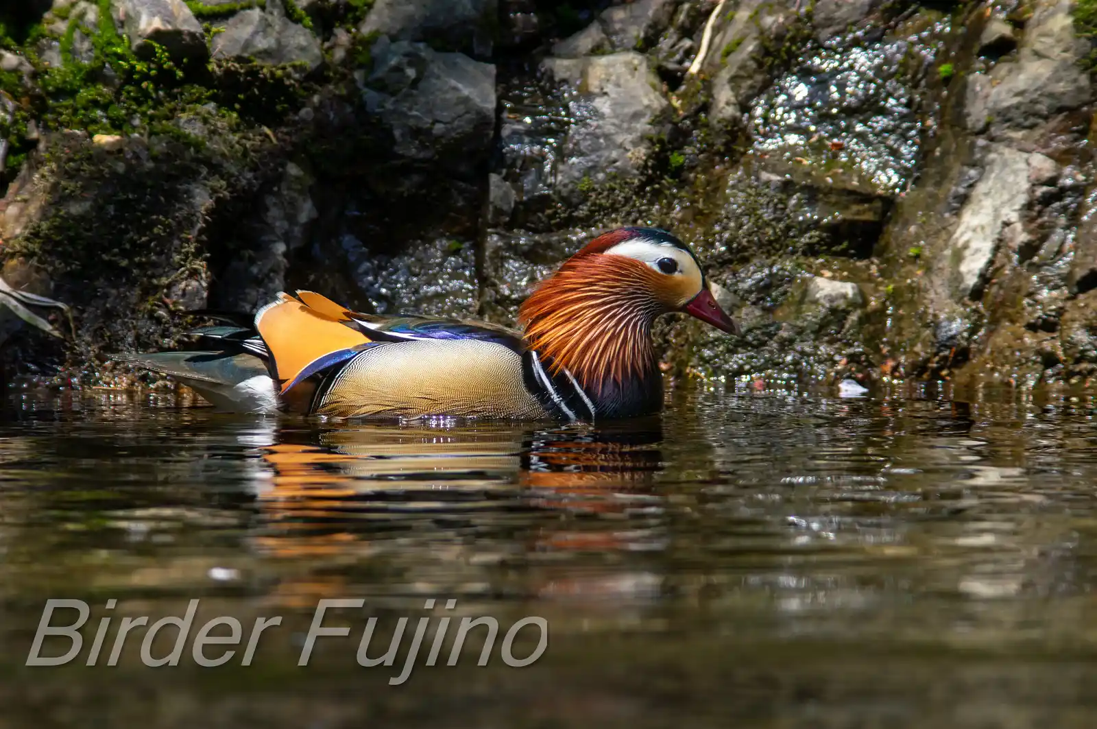 野鳥画像・オシドリの写真