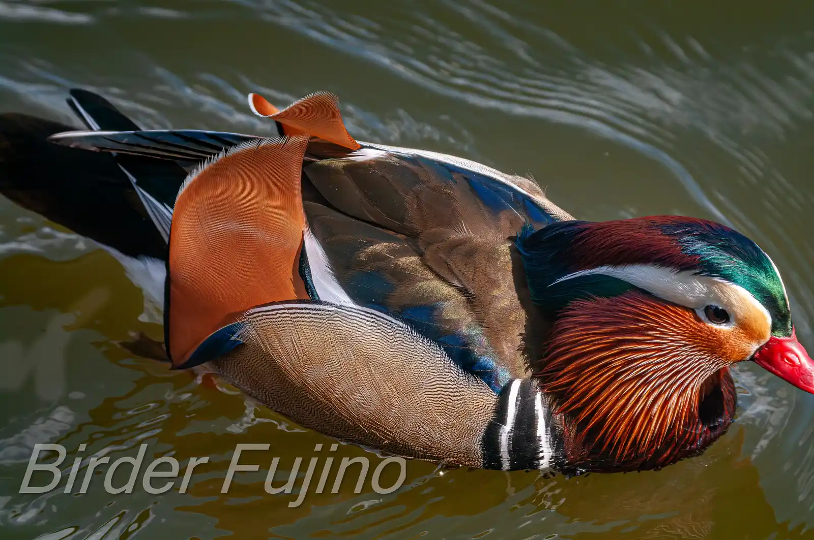 野鳥画像・オシドリの写真