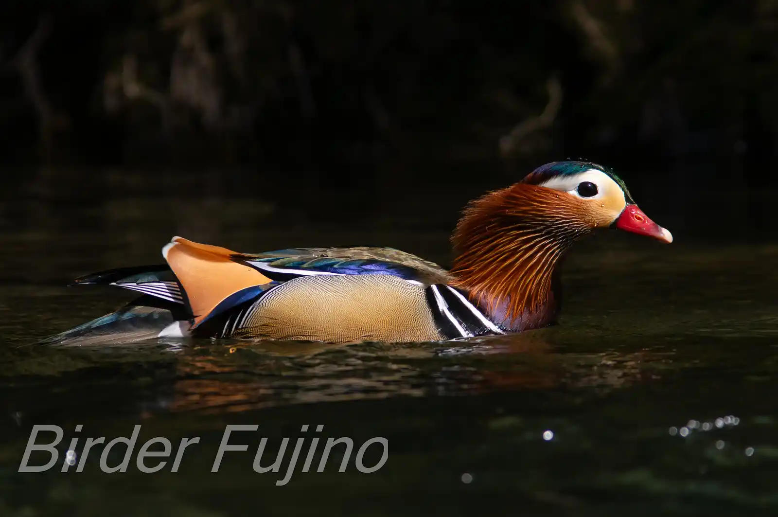 野鳥画像・オシドリの写真