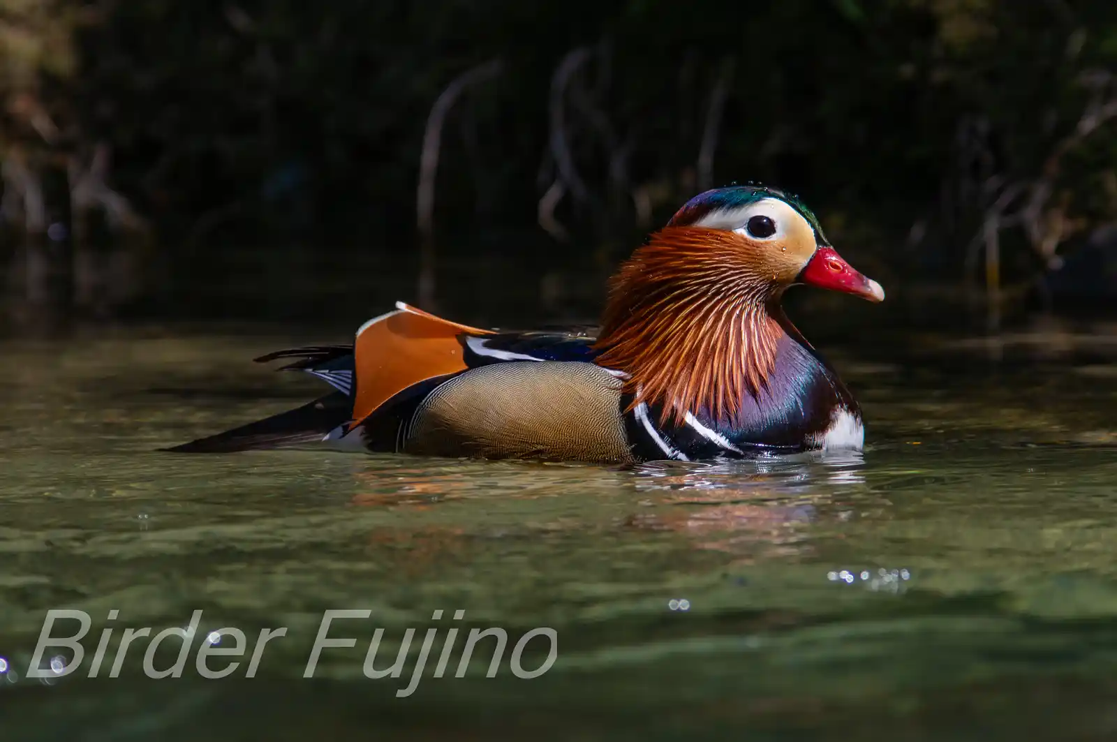 野鳥画像・オシドリの写真