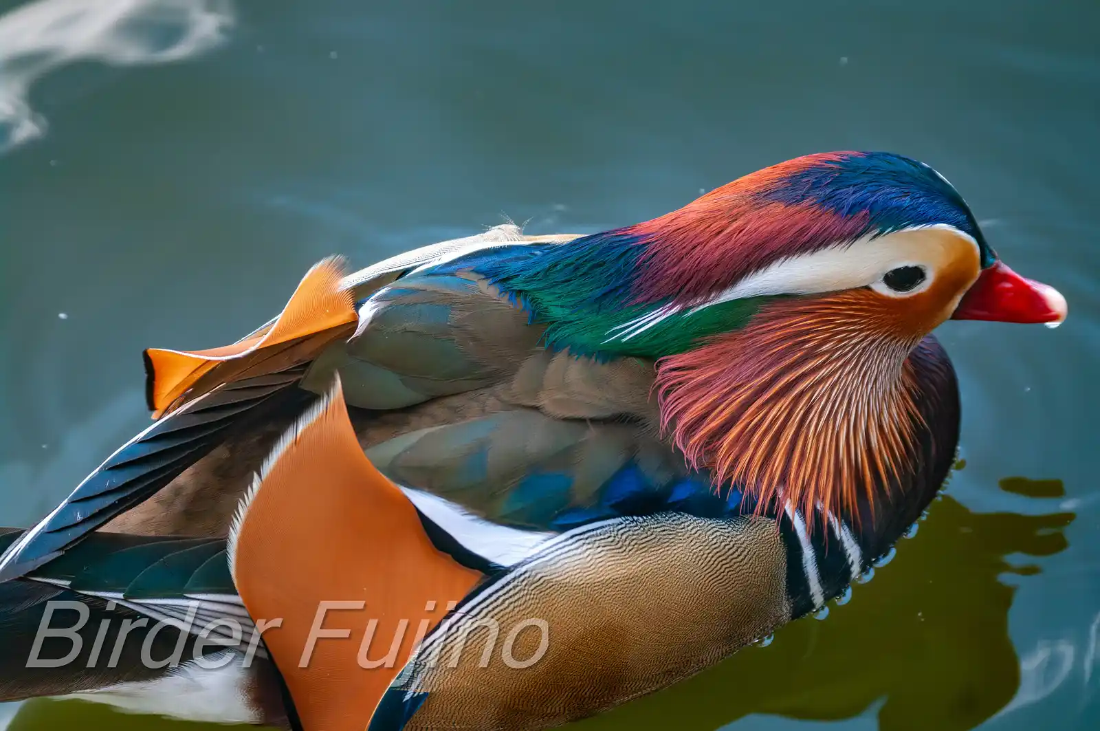 野鳥画像・オシドリの写真