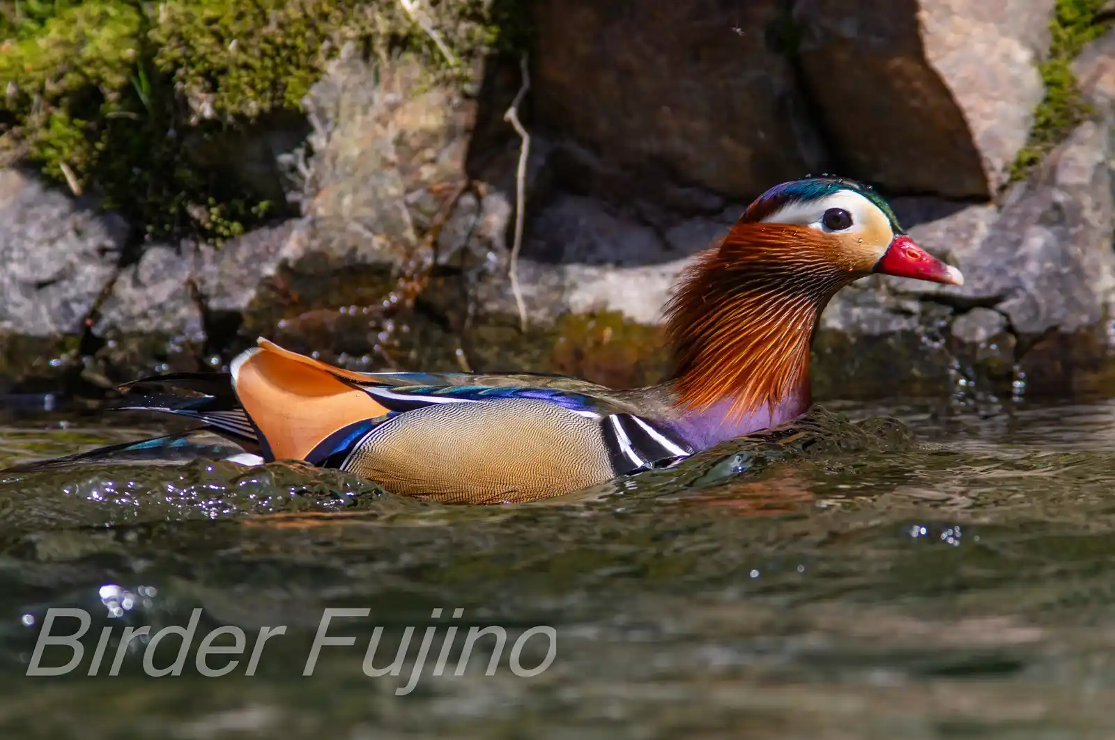 野鳥画像・オシドリの写真