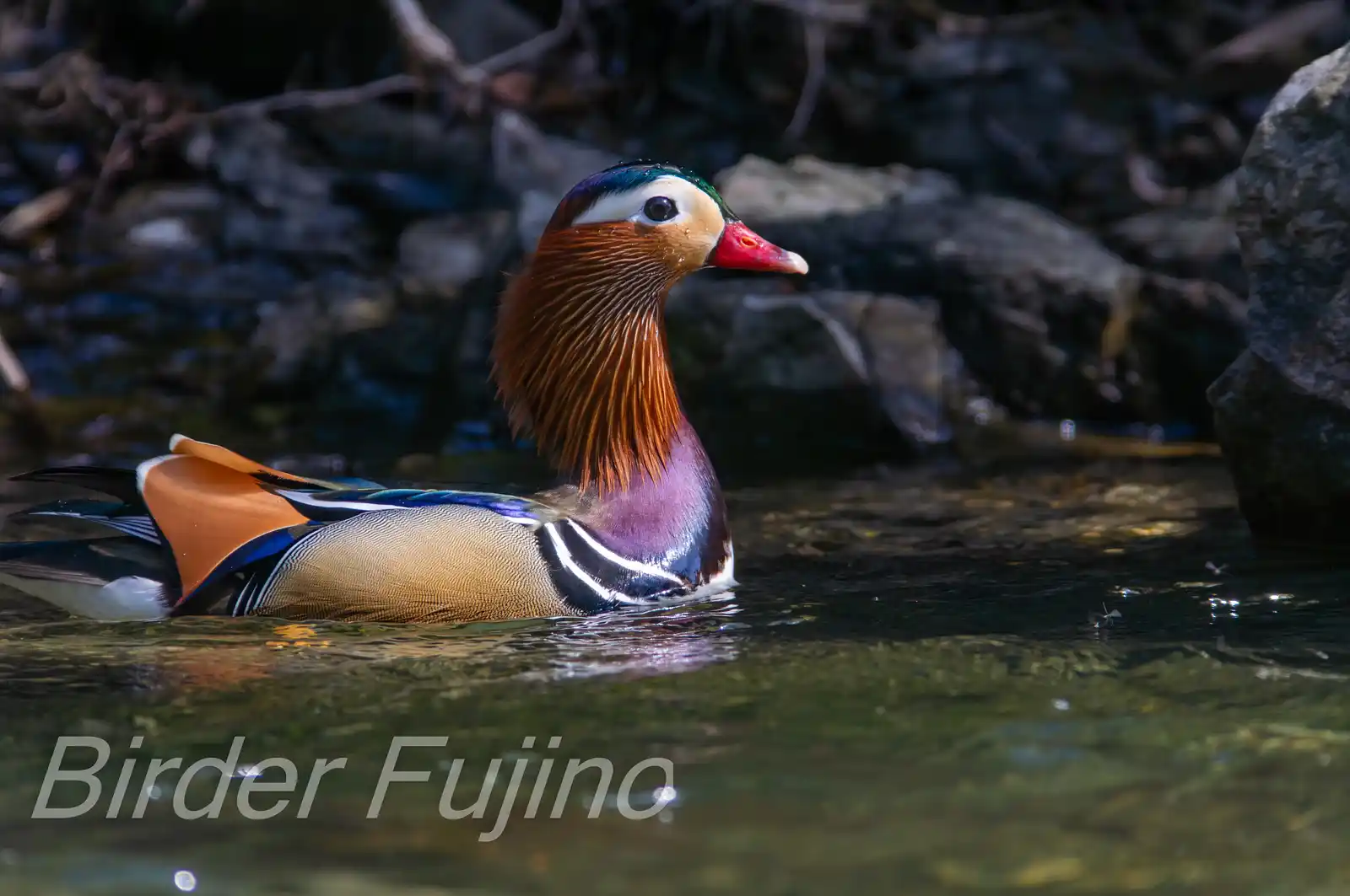 野鳥画像・オシドリの写真