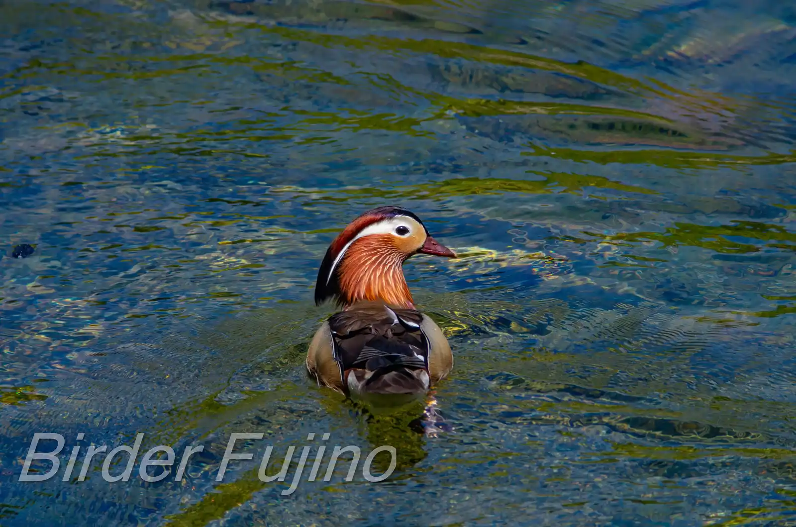 野鳥画像・オシドリの写真