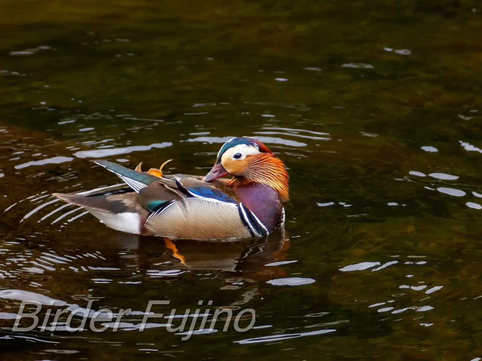 野鳥画像・オシドリの写真