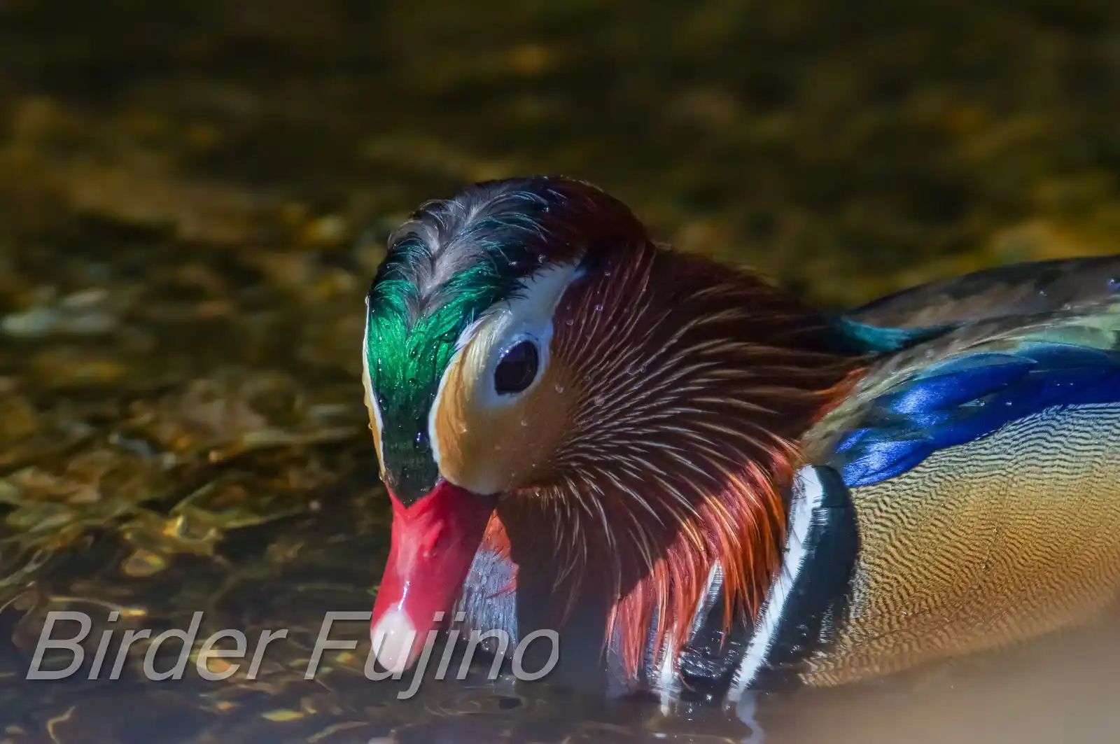 野鳥画像・オシドリの写真