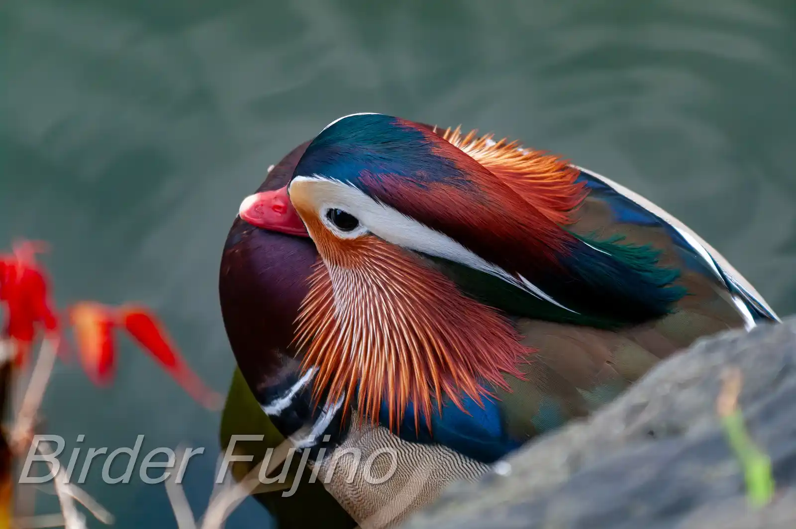 野鳥画像・オシドリの写真