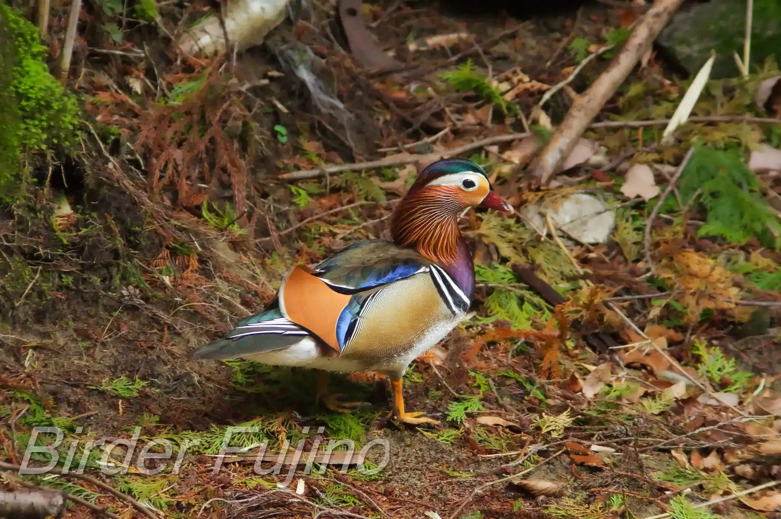 野鳥画像・オシドリの写真
