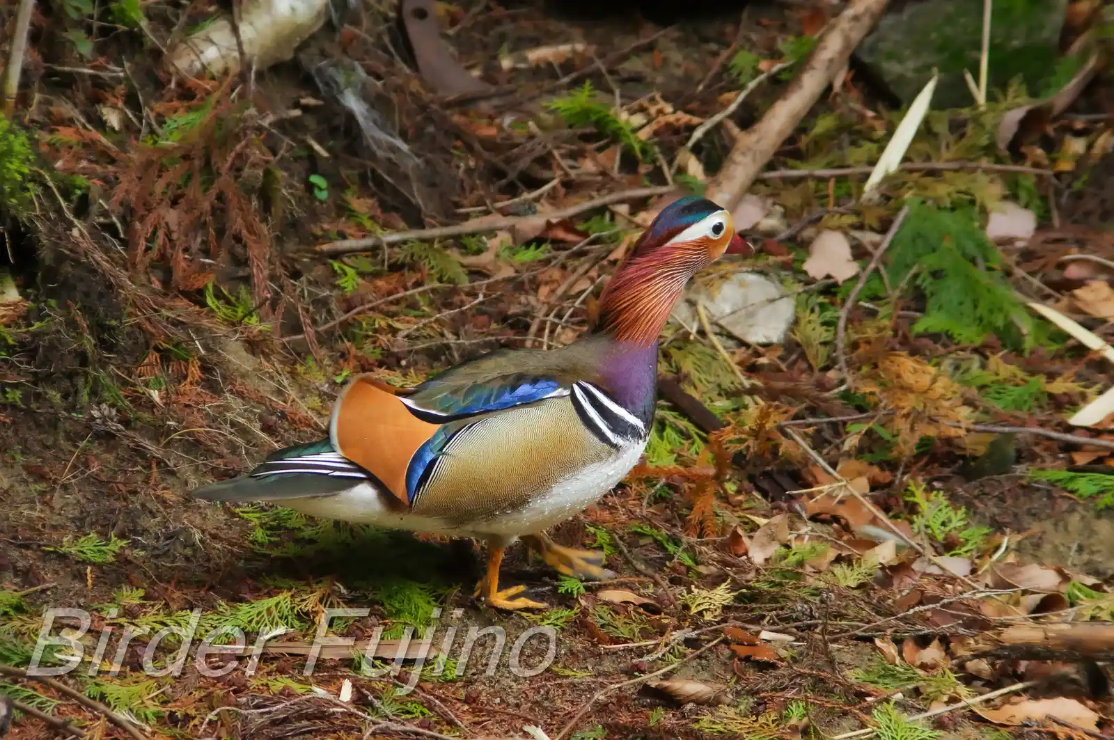 野鳥画像・オシドリの写真