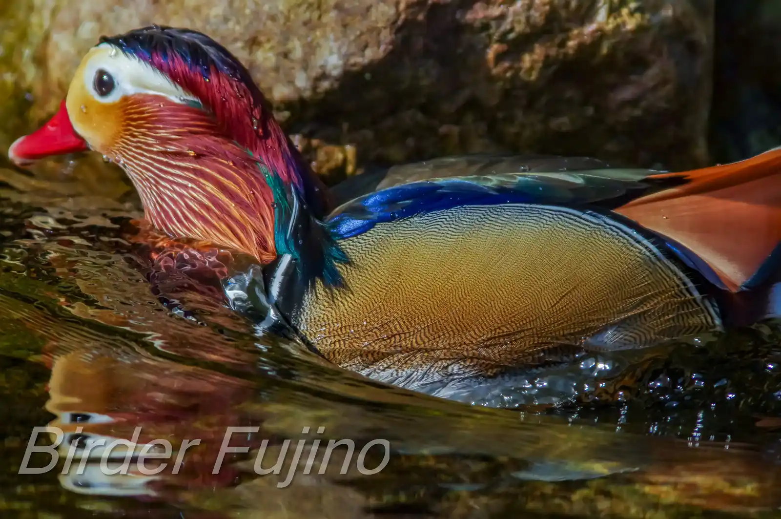 野鳥画像・オシドリの写真