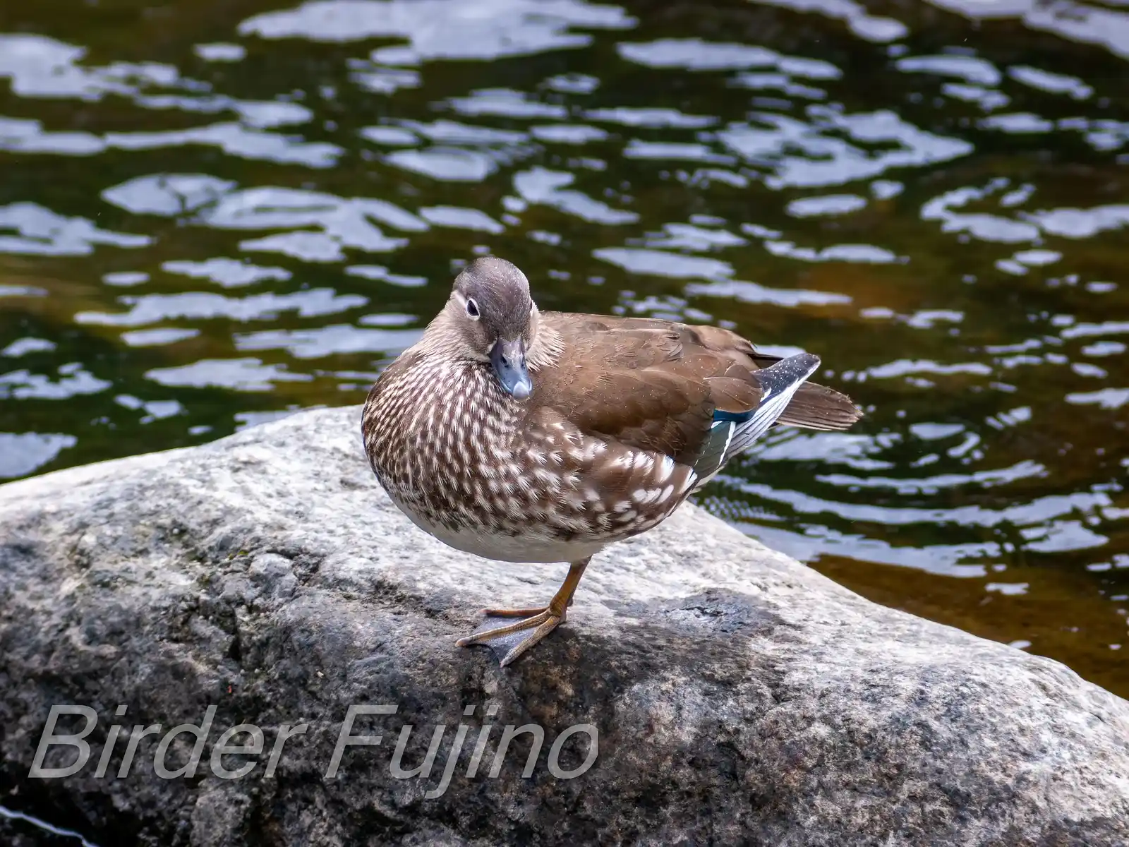 野鳥画像・オシドリの写真