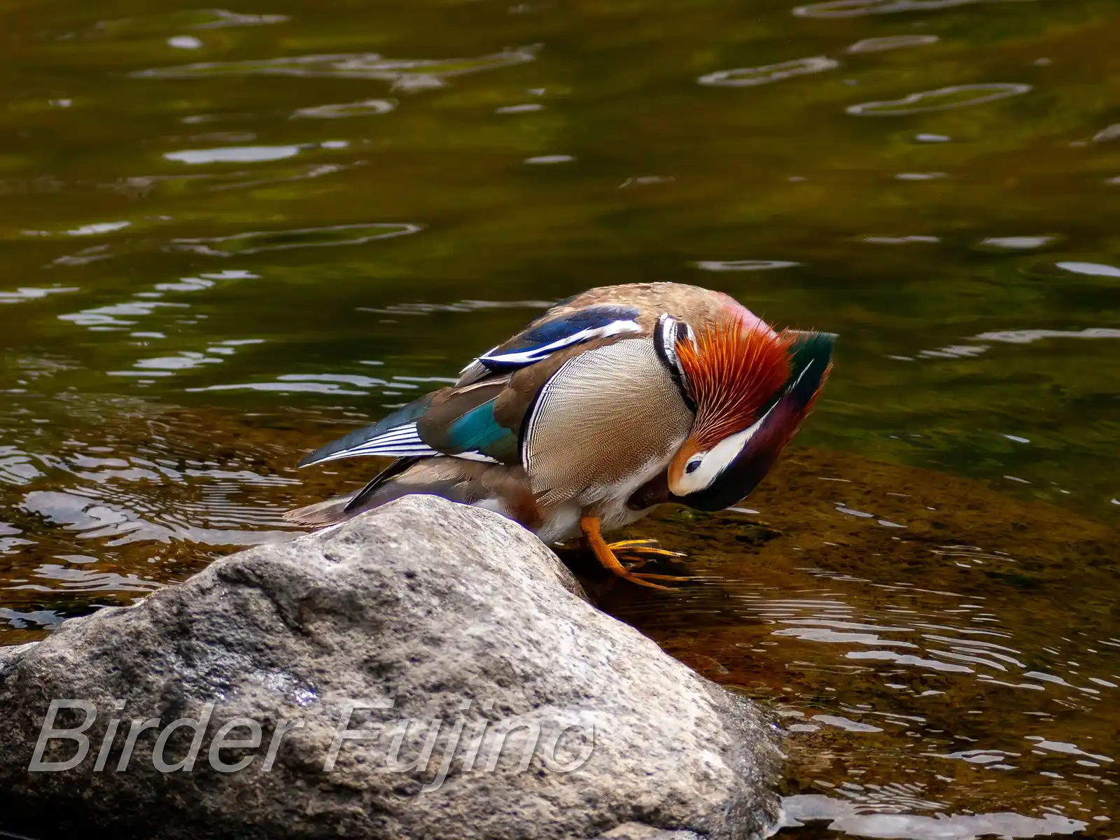 野鳥画像・オシドリの写真