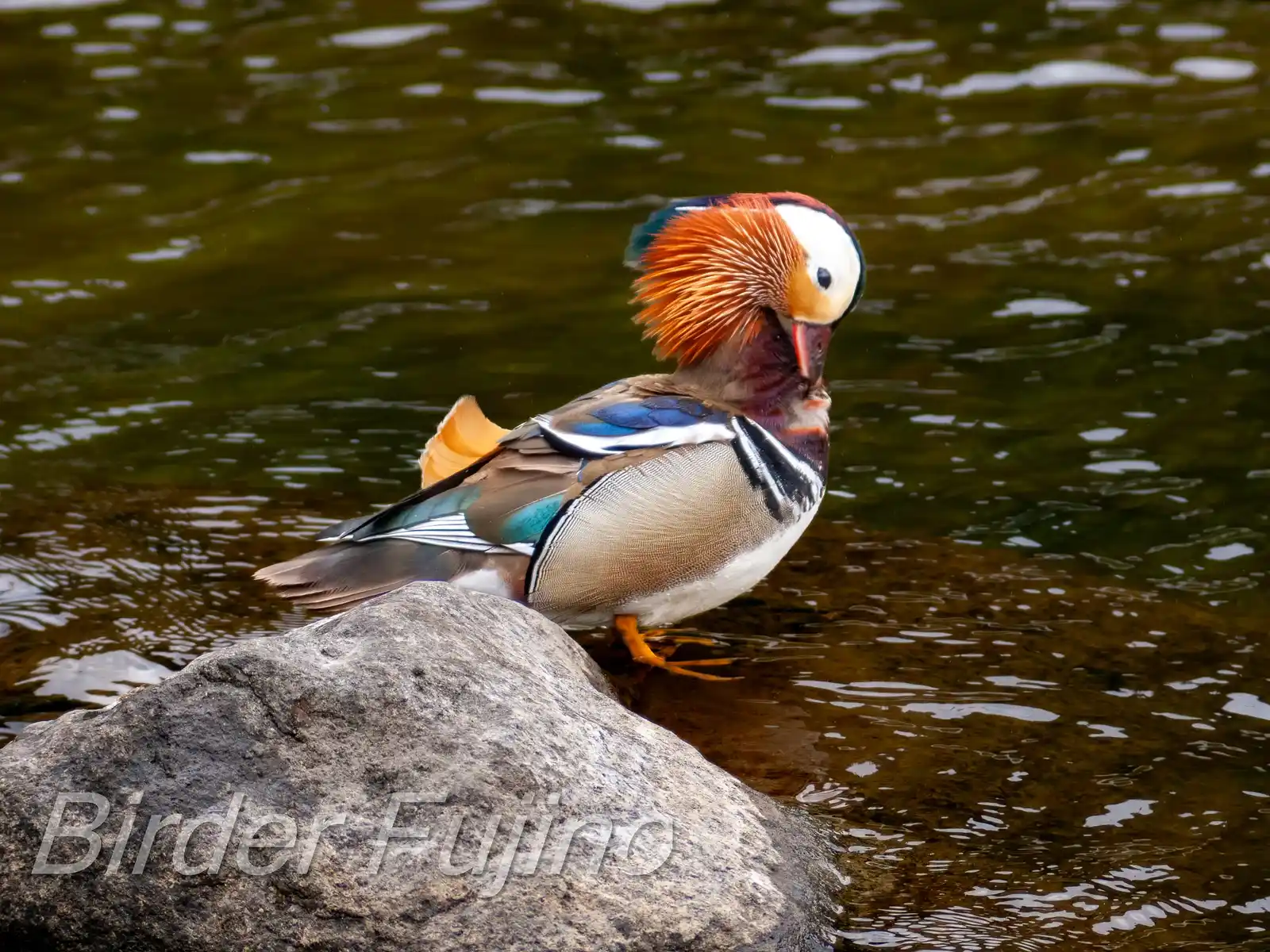 野鳥画像・オシドリの写真