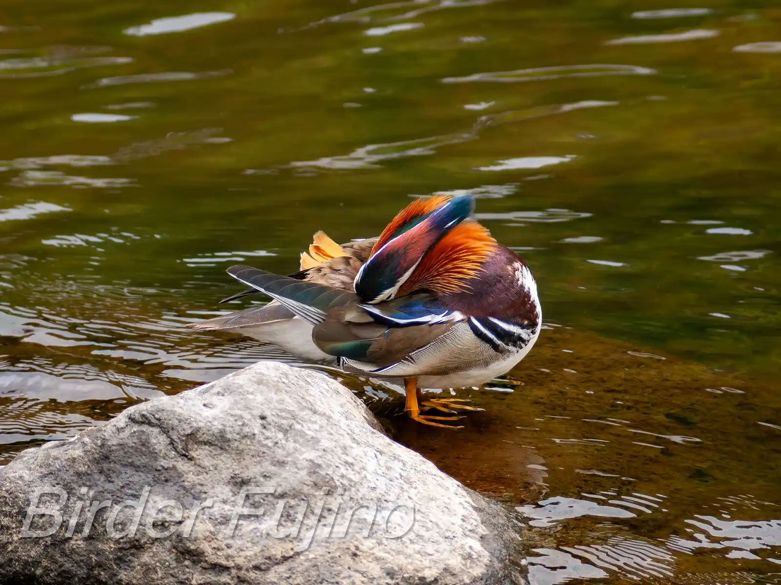 野鳥画像・オシドリの写真