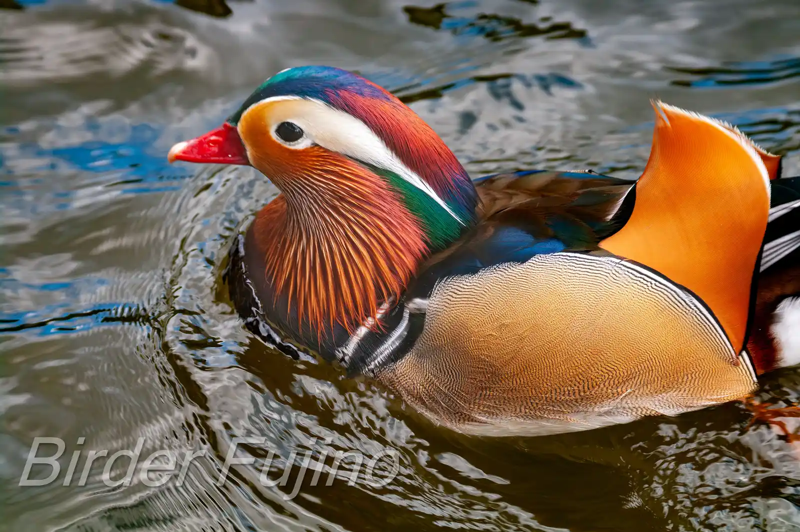 野鳥画像・オシドリの写真