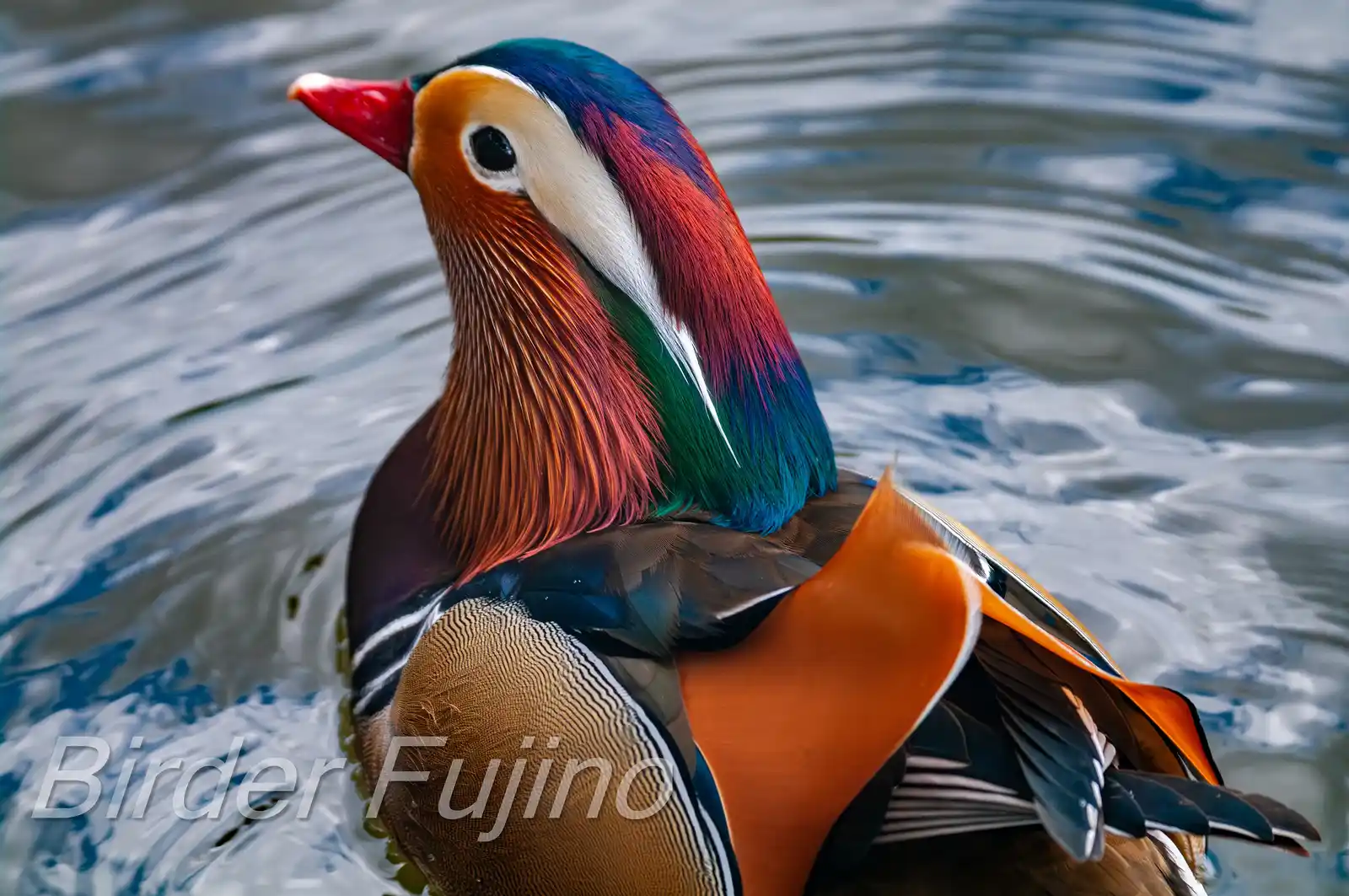 野鳥画像・オシドリの写真