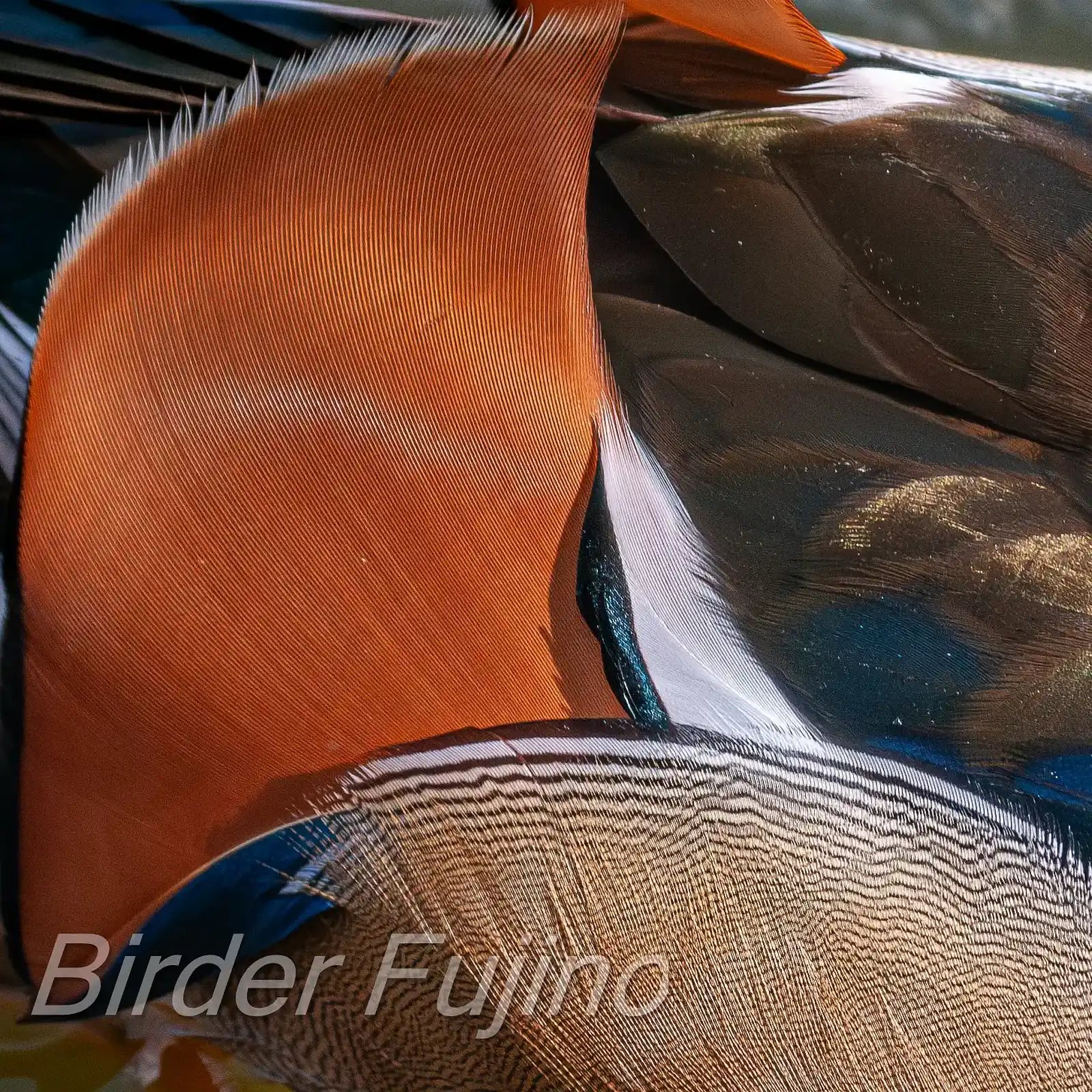 野鳥画像・オシドリの写真