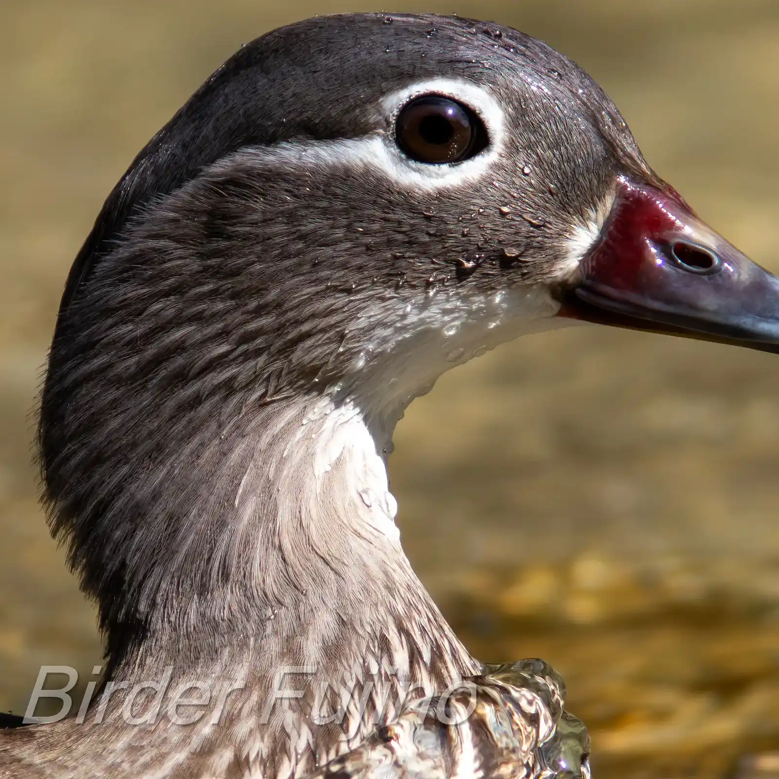 野鳥画像・オシドリの写真