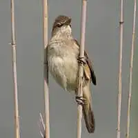 野鳥写真・オオヨシキリ