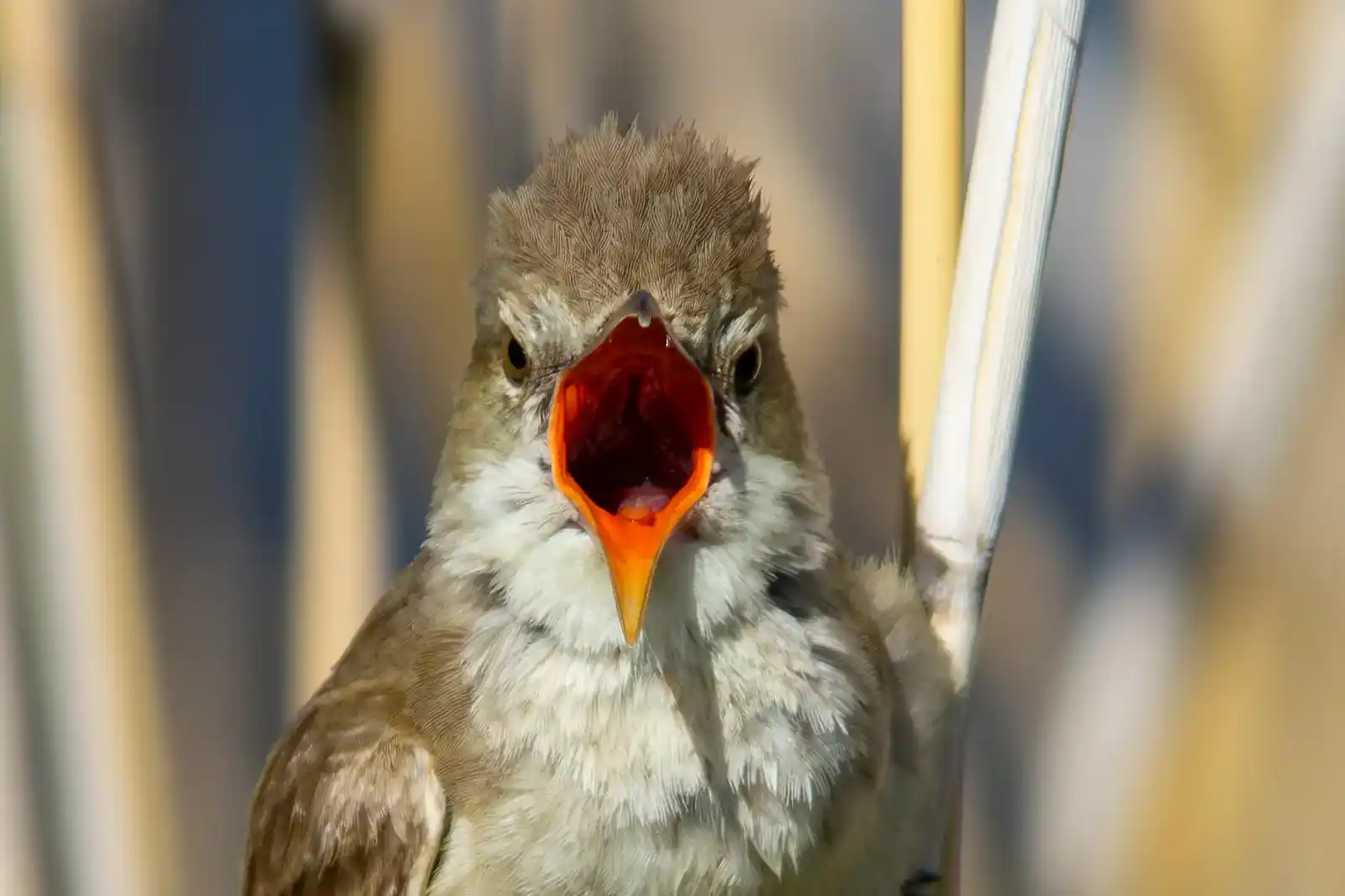 野鳥画像・オオヨシキリの口の中、高解像ドアップ等倍写真
