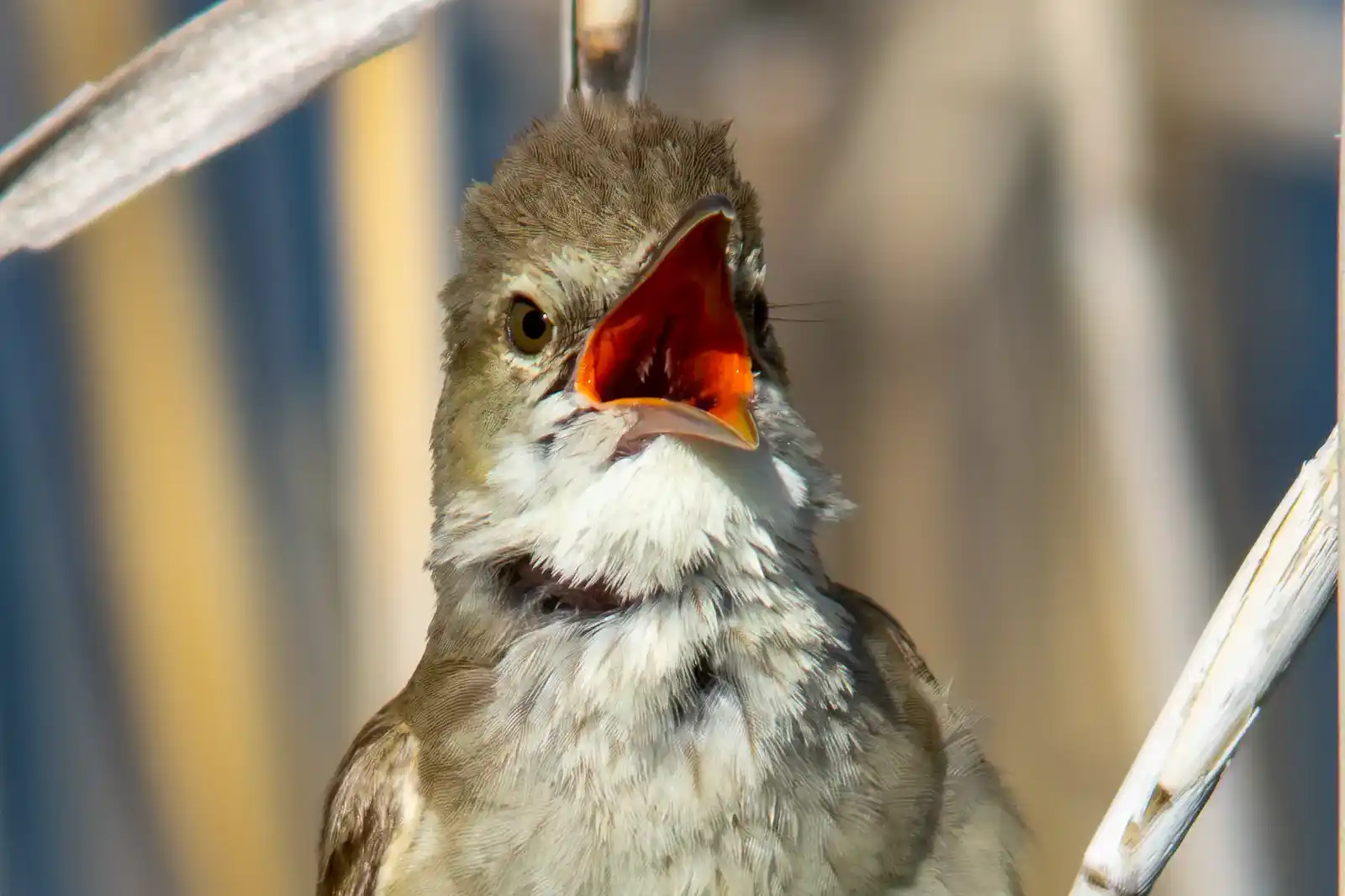 野鳥画像・オオヨシキリの口の中、高解像ドアップ等倍写真